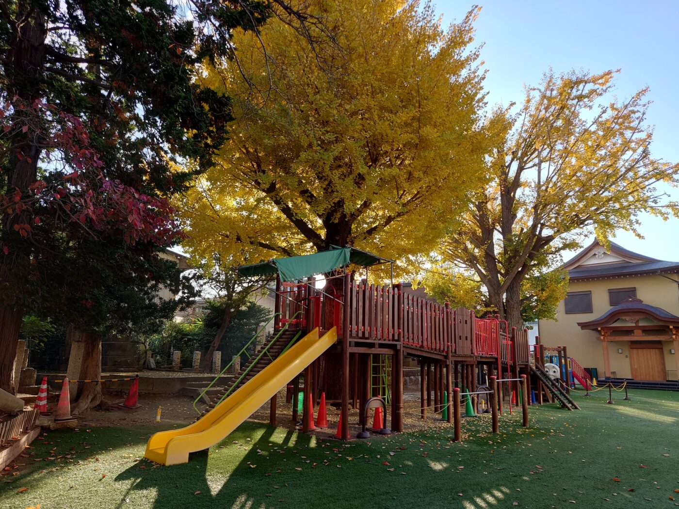 銀杏が色づきました